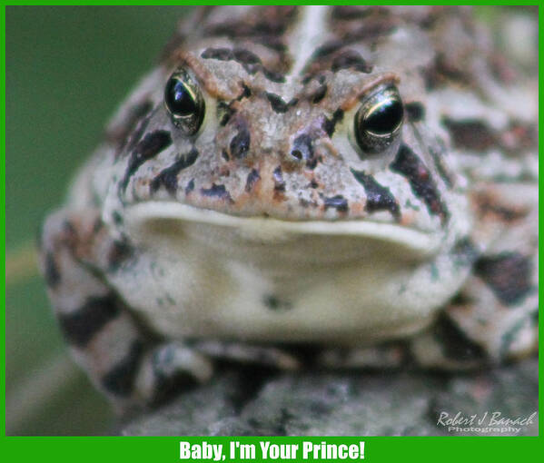 Animal Art Print featuring the photograph Baby I'm Your Prince by Robert Banach