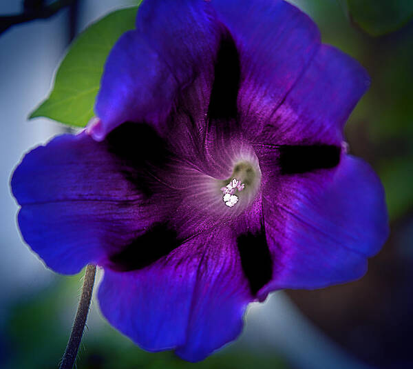 Morning Glory Art Print featuring the photograph Beauty in Blue by Milena Ilieva