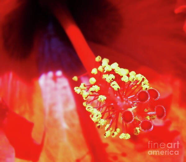 Hibiscus Art Print featuring the photograph Beauty Within by D Hackett