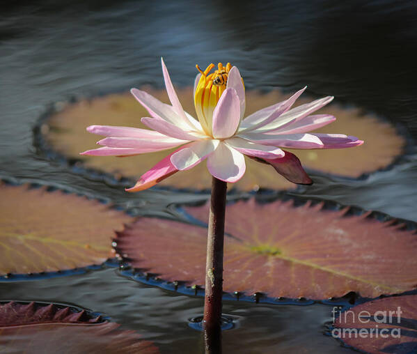 East Coast Art Print featuring the photograph Bee On Waterlily by Liesl Walsh