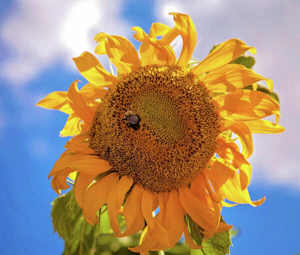 Sunflower Art Print featuring the photograph Bee shaded by Sunflower by Toni Hopper