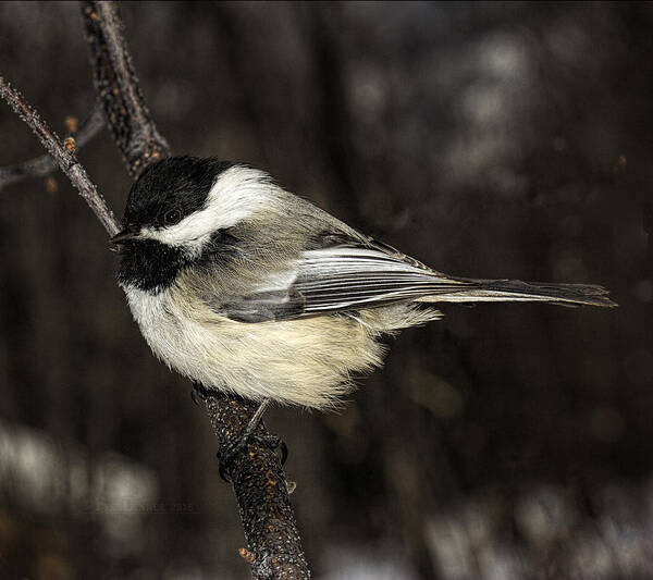 Bird Art Print featuring the photograph Black-Capped Chickadee by Fred Denner