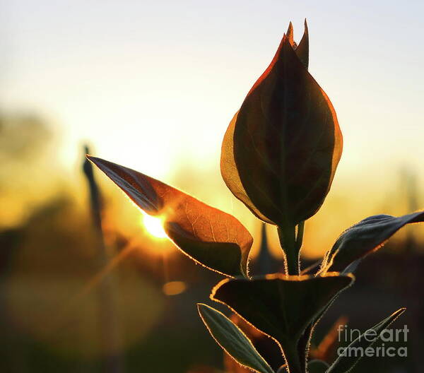 Lilac Art Print featuring the photograph Blooming Lilac at Sunset by Erick Schmidt