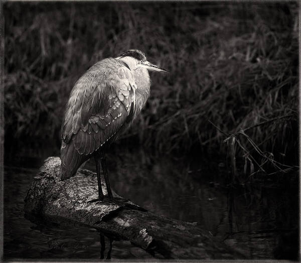 Animals Art Print featuring the photograph Blue Heron in Black and White by Peter V Quenter