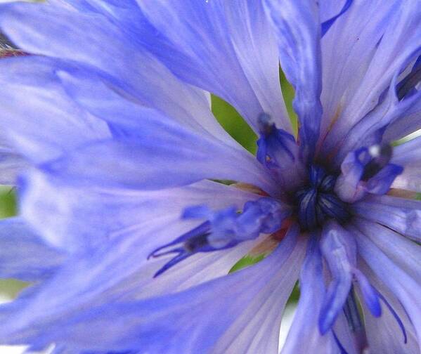 Flower Art Print featuring the photograph Blue Princess by Rhonda Barrett