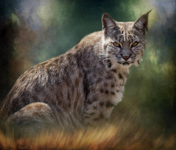 Tl Wilson Photography Art Print featuring the photograph Bobcat Gaze by Teresa Wilson