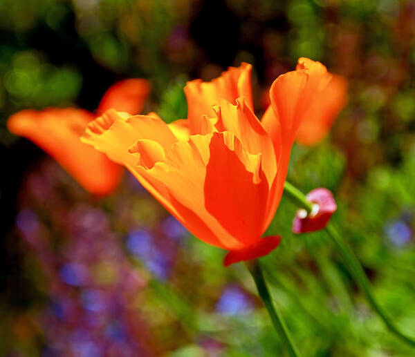 California Poppies Art Print featuring the photograph Brilliant Spring Poppies by Rona Black