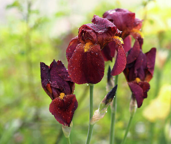 Iris Art Print featuring the photograph Burgundy Bearded Irises in the Rain by Rona Black