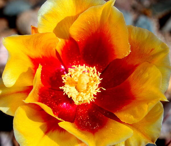 Floral Art Print featuring the photograph Cactus Flower V by M Diane Bonaparte