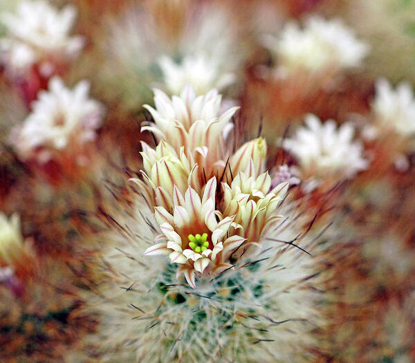Cactus Art Print featuring the photograph Cactus Flowers by Bill Morgenstern