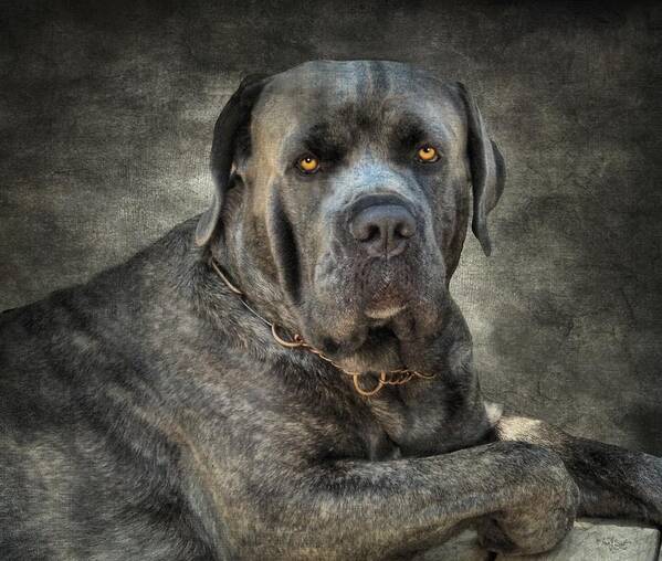 Cane Corso Art Print featuring the photograph Cane Corso by Fran J Scott