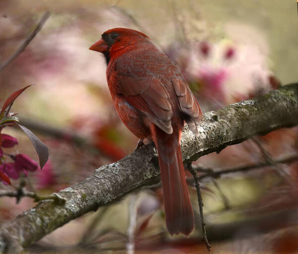 Animal Art Print featuring the photograph Cardinal on Blossoms by Ann Bridges