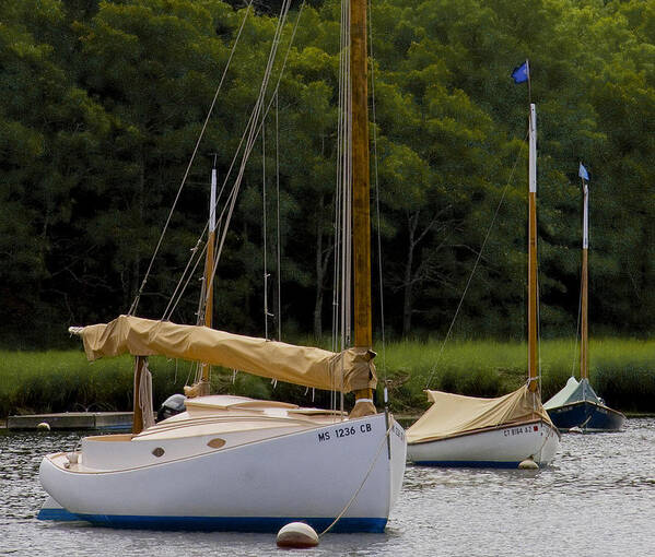 Cape Cod Art Print featuring the photograph Cat Boats by Michael Friedman