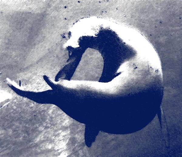 Seal Art Print featuring the photograph Chasing Tail by Rodger Mansfield