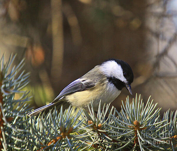 Additional Tags: Art Print featuring the photograph Chickadee-10 by Robert Pearson