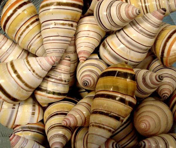 Shells Art Print featuring the photograph Colorful Cream and Tan Shells by Rosalie Scanlon