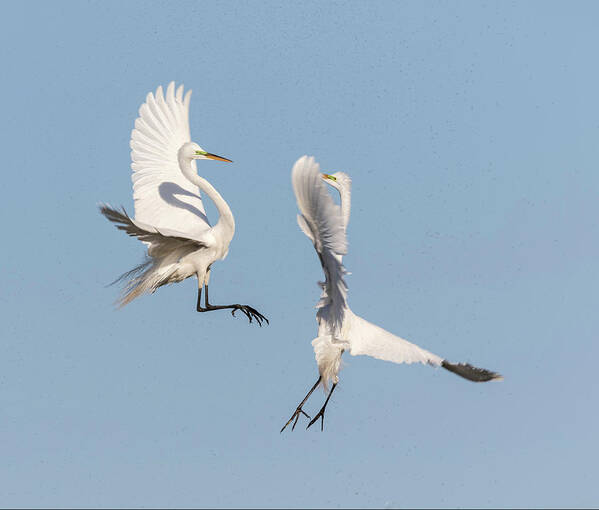 Great Egrets Art Print featuring the photograph Dancing Egrets 2017-2 by Thomas Young