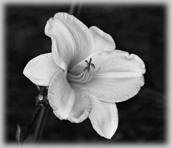 Daylily Art Print featuring the photograph Daylily by Sandy Keeton