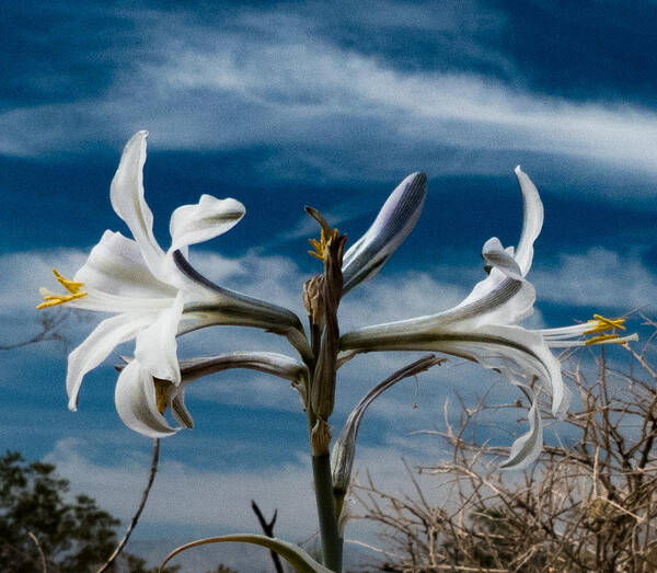 Macro Art Print featuring the photograph Desert Lilly Close up by Jeremy McKay