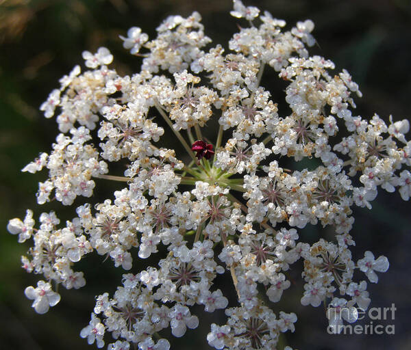 Wildflowers Art Print featuring the photograph Dew on Queen Annes Lace by Lynn Quinn