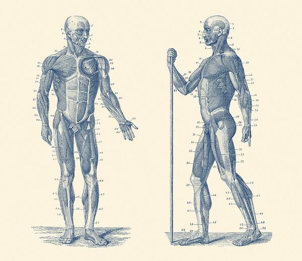 Muscles Art Print featuring the drawing Dual View Human Muscle System - Vintage Anatomy by Vintage Anatomy Prints