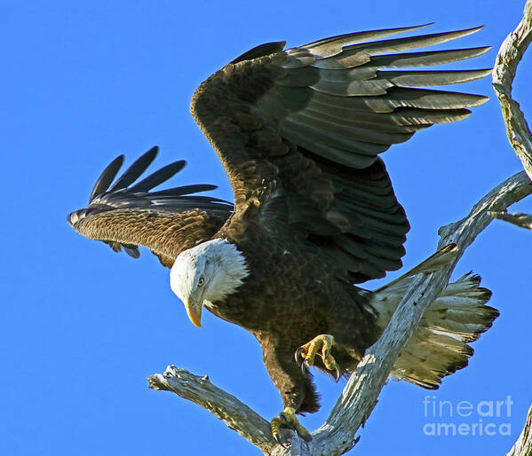 Eagle Art Print featuring the photograph Eagle's Balance by Larry Nieland