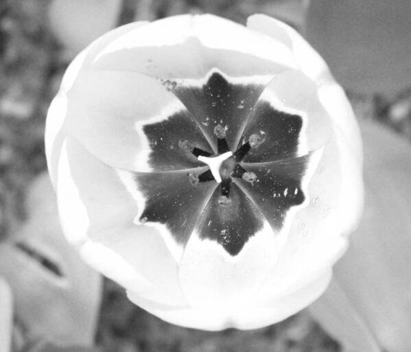 Tulip Art Print featuring the photograph Embracing the light.. by Heather L Wright