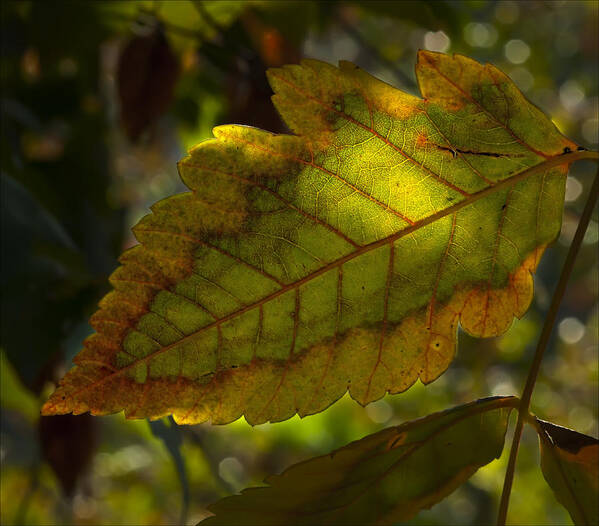 Fall Art Print featuring the photograph Fall Leaf 2010 by Robert Ullmann