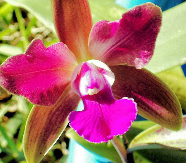 This Was My First Attempt At Growing Orchids And This One Bloomed Very Nicely. I Got The Photo Before My Dog Ate The Bloom Off Art Print featuring the photograph Beautiful Lavendar Orchid by Belinda Lee