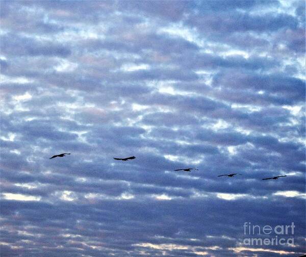 Pelican Art Print featuring the photograph Flight Of The Pelicans by Jan Gelders