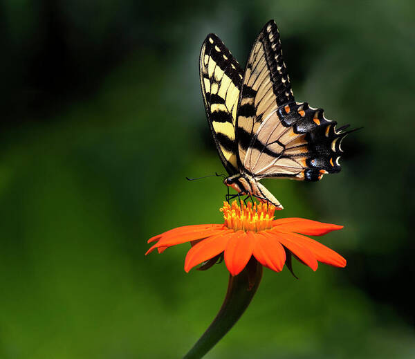 Butterfly Art Print featuring the photograph Flower Dance by Art Cole