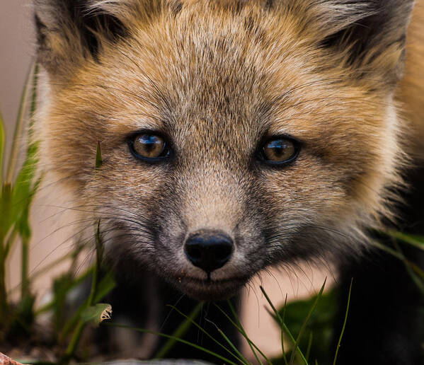 Fox Kit Art Print featuring the photograph Fox Kit #5 Up Close and Curious by Mindy Musick King