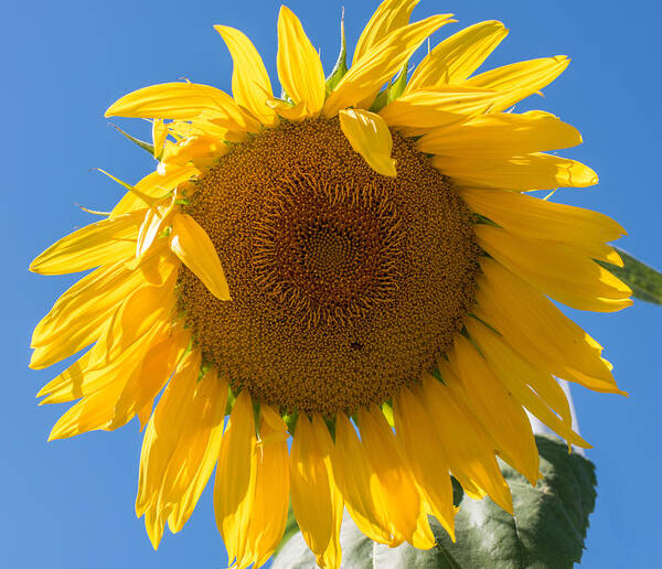 Terry D Photography Art Print featuring the photograph Giant Sunflower Blue Sky by Terry DeLuco