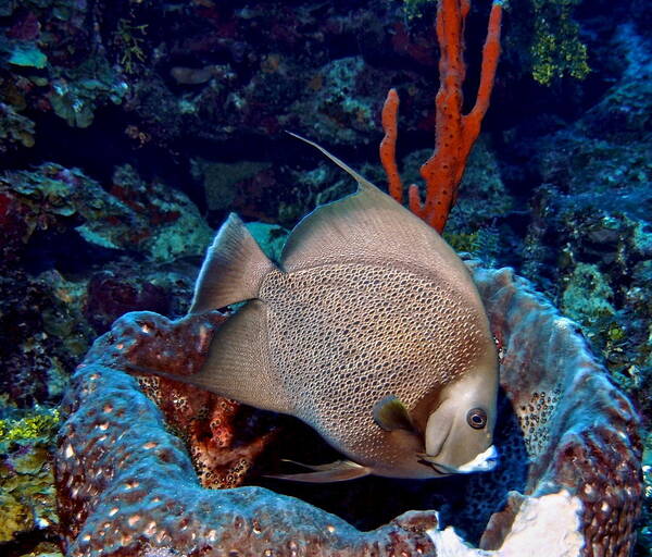 Angelfish Art Print featuring the photograph Gray Angel Fish and Sponge by Amy McDaniel
