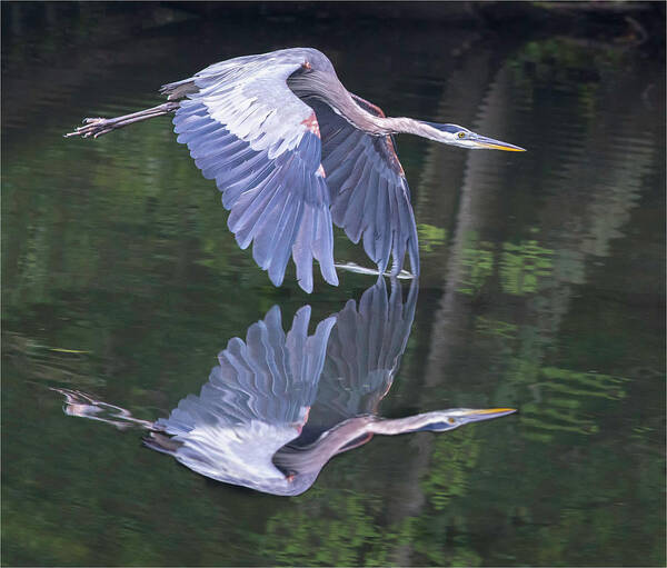 Great Blue Heron Art Print featuring the photograph Great Blue Heron 01 by Jim Dollar