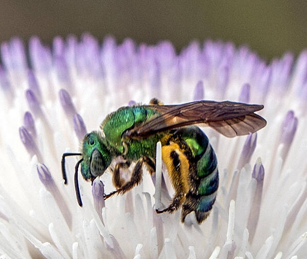 Bee Art Print featuring the photograph Green Orchid Bee by William Bitman