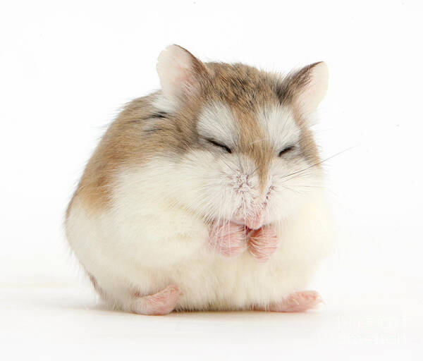 Roborovski Hamster Art Print featuring the photograph Happy Hammy by Warren Photographic