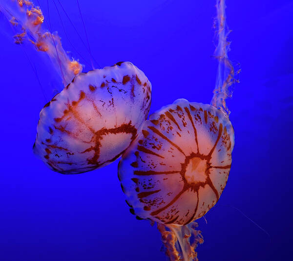 Jellyfish Art Print featuring the photograph Jellyfish by Peter Ponzio