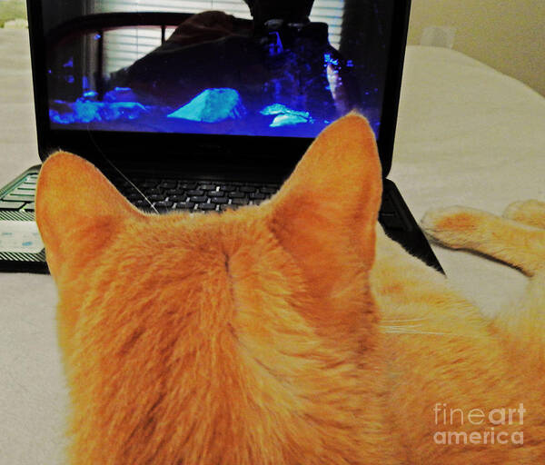 Feline Art Print featuring the photograph Laptop Cat by Jan Gelders