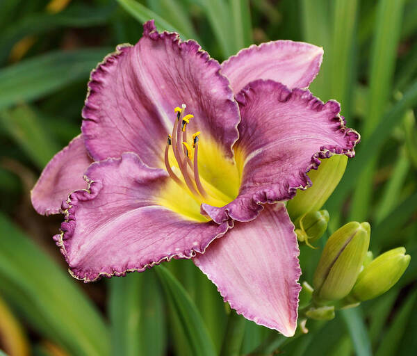 Daylilies Art Print featuring the photograph Lavender Daylily by Sandy Keeton
