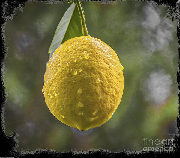 Lemon Fresh Art Print featuring the photograph Lemon Fresh by Mitch Shindelbower