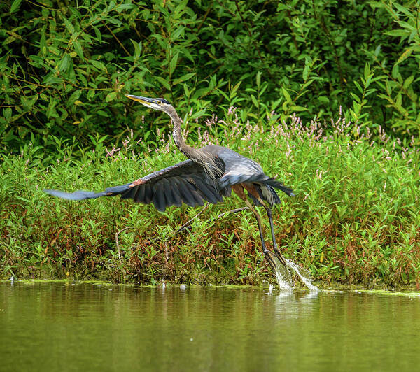 Heron Art Print featuring the photograph Liftoff by Jerry Cahill
