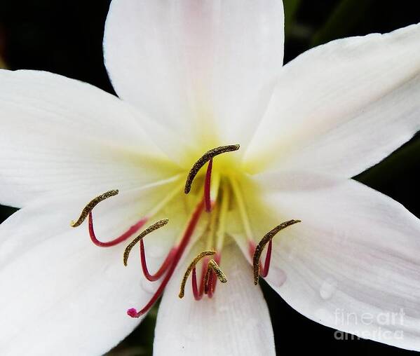 Lily Art Print featuring the photograph Lily Affects by Jan Gelders