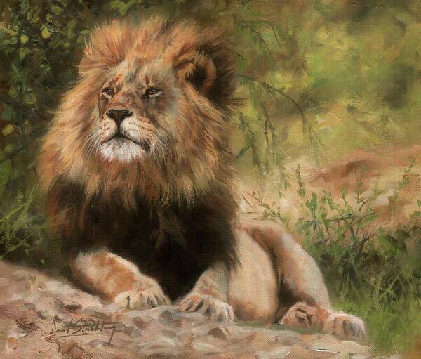 Lion Art Print featuring the painting Lion resting by David Stribbling
