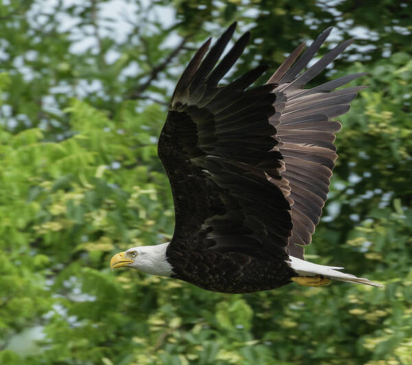 Bald Eagle Art Print featuring the photograph Low Level Fly-by by Michael Hall