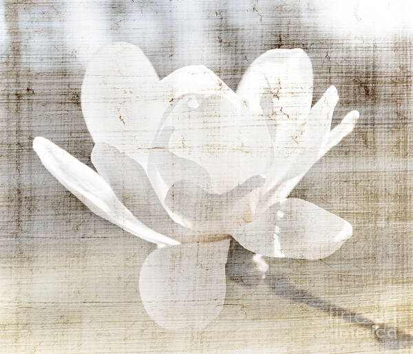 Magnolia Art Print featuring the photograph Magnolia flower by Elena Elisseeva