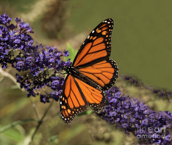 Butterfly Art Print featuring the photograph Majestic Male by Judy Wolinsky