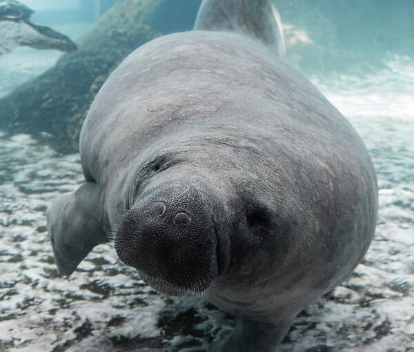 Manatee Art Print featuring the photograph Manatee by Tracy Winter