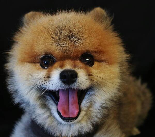 Pomeranian Art Print featuring the photograph Mans Best Friend by Christopher James