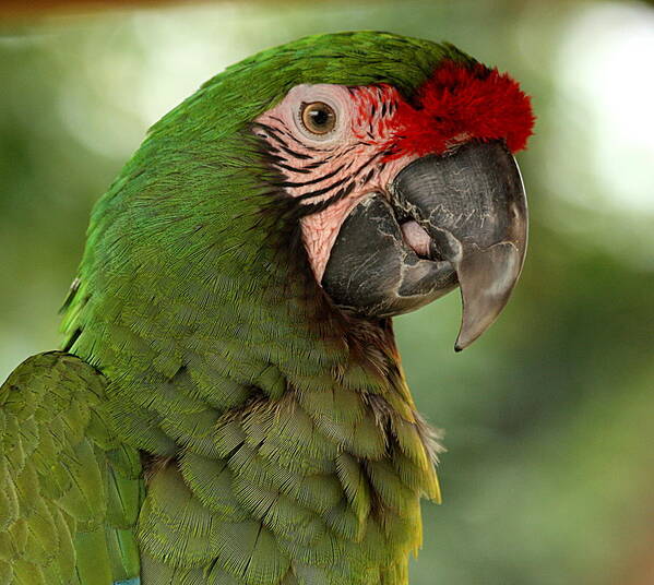 Nature Art Print featuring the photograph Military Macaw by Sheila Brown